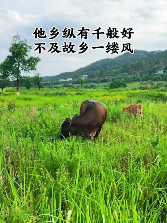 No matter how good the foreign land is, it's not as good as a breeze from hometown. Hometown is the cure for a tired life, the place we leave.