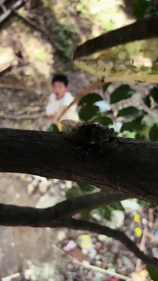 It's the season to catch cicadas again, but the childhood flavor is gone...